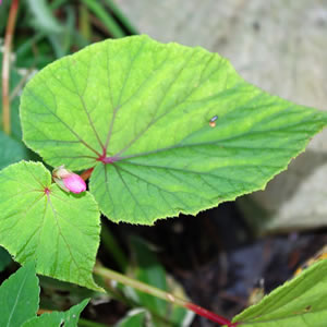 Begonia grandis